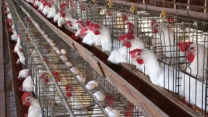 أسعار الفراخ البيضاء في بورصة الدواجن اليوم الأربعاء 17 ديسمبر 2025 وتيار العرض والطلب المؤثر عليها